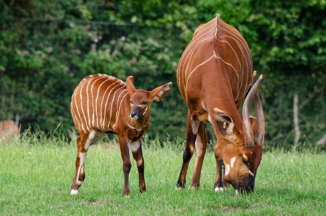 Bongo Calf Credit Gemma Davies