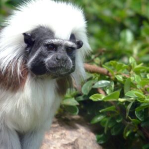 Cotton Top Tamarin Megan Attwell 24 8 2013 165634 1