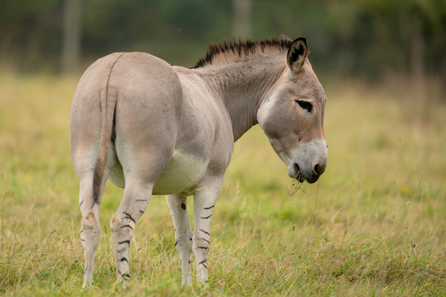 Credit Jason Brown African Wild Ass 2