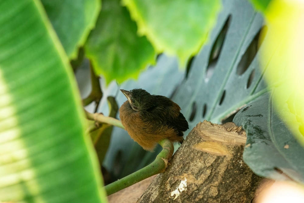 Credit Jason Brown Brazilian Tanager 1