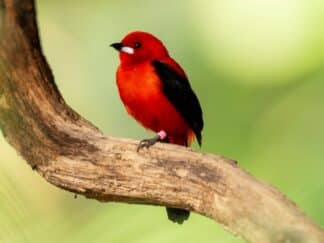 Credit Jason Brown Brazilian Tanager 2