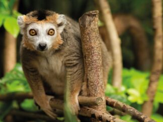 A crowned lemur sits on a branch at Marwell Zoo