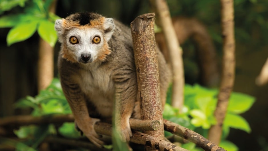 A crowned lemur sits on a branch at Marwell Zoo