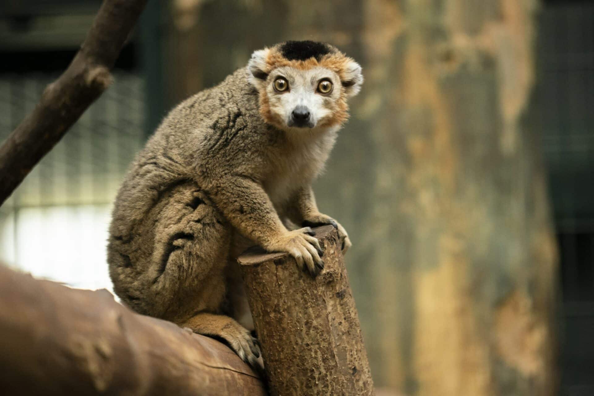 Credit Jason Brown Crowned Lemur Doowi