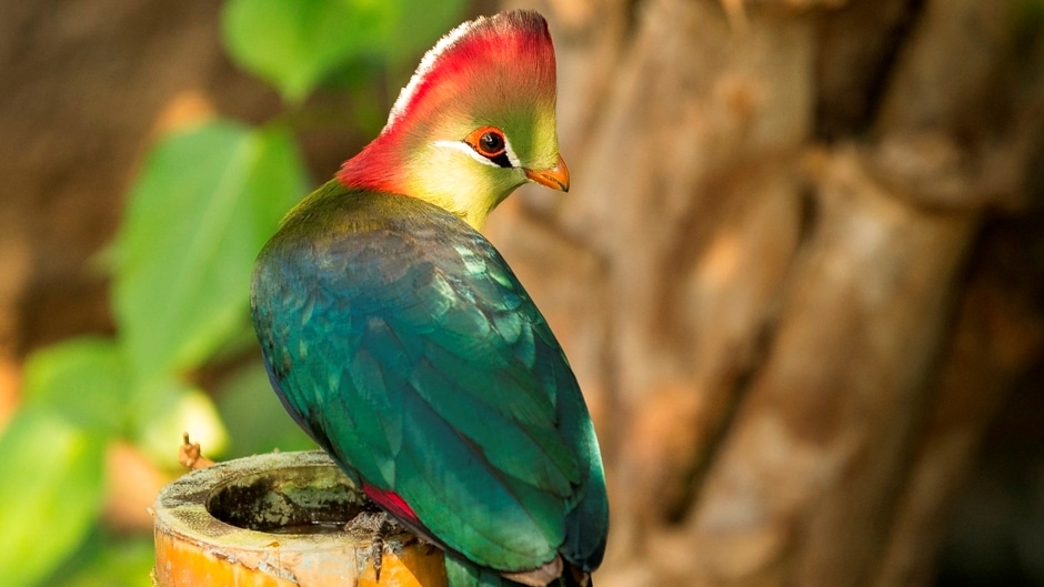 Credit Jason Brown Fishers Turaco