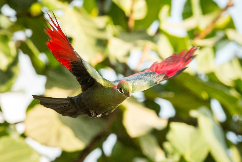 Credit Jason Brown Fishers Turaco