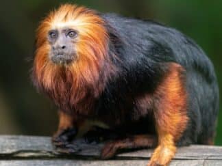 Golden Headed Tamarin