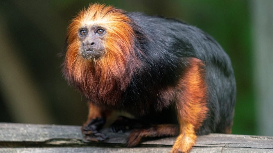 Golden Headed Tamarin