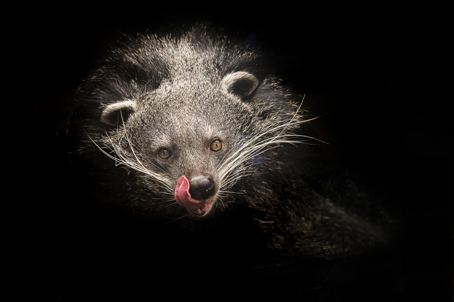 Credit Jason Brown New Female Binturong