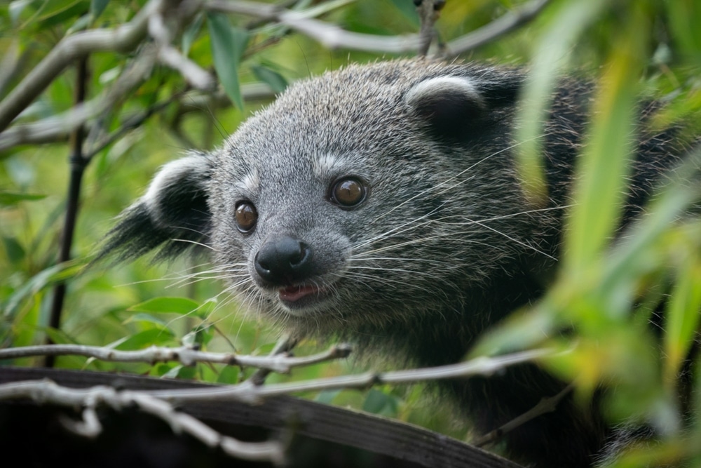 Credit Jason Brown New Female Binturong 3