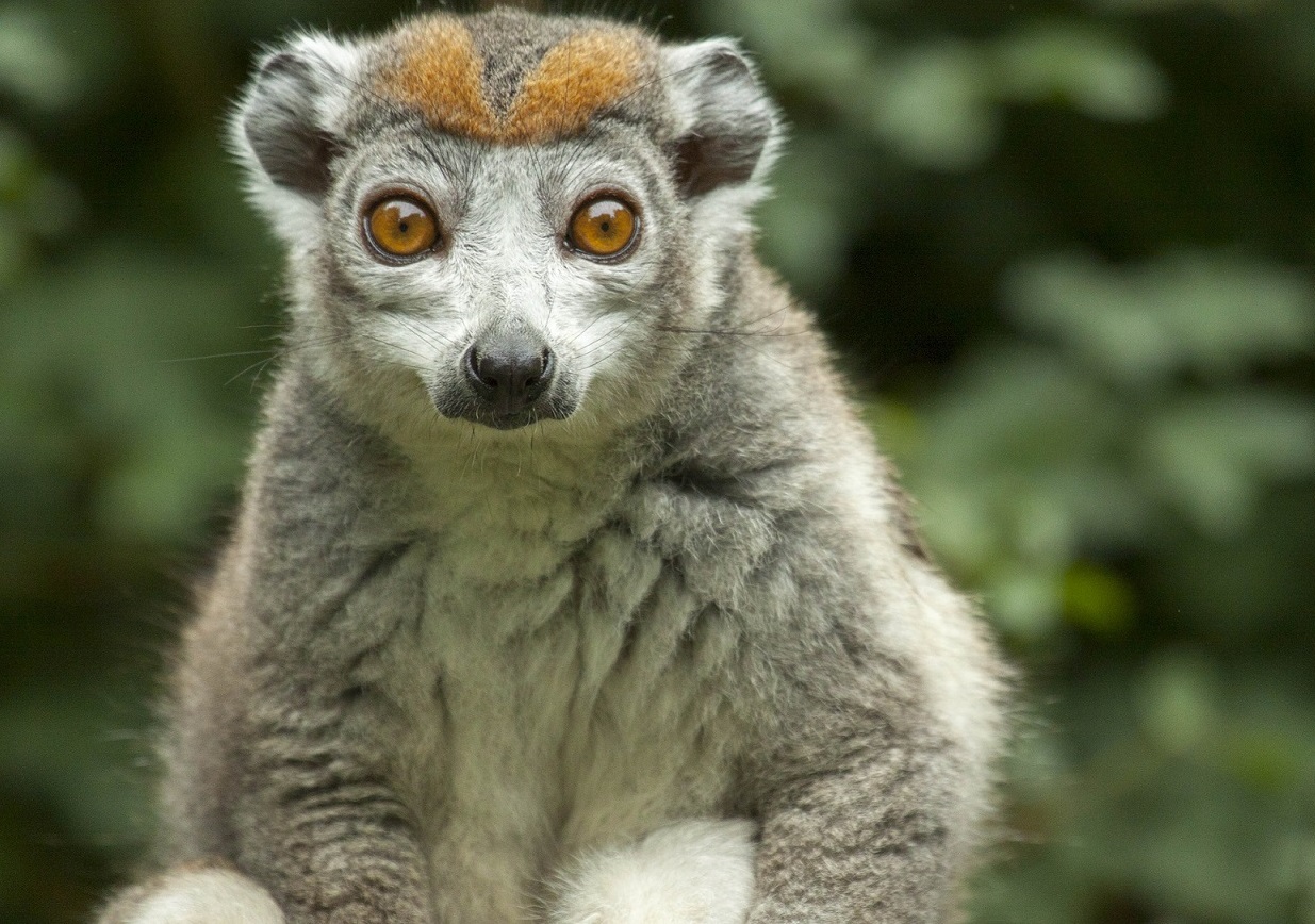 Crowned Lemur 1shutterstock