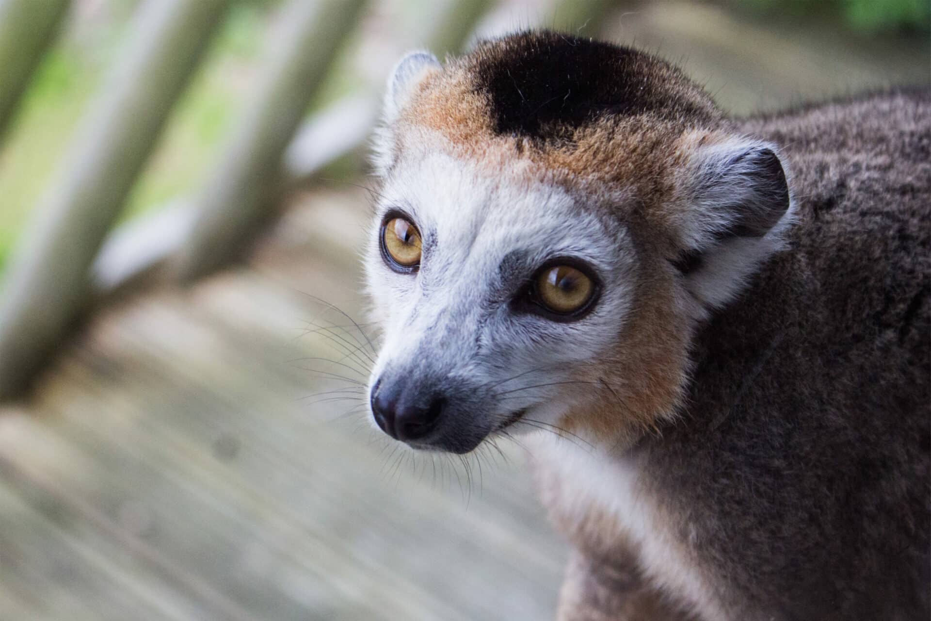 Crowned Lemur Marwell 2 Scaled