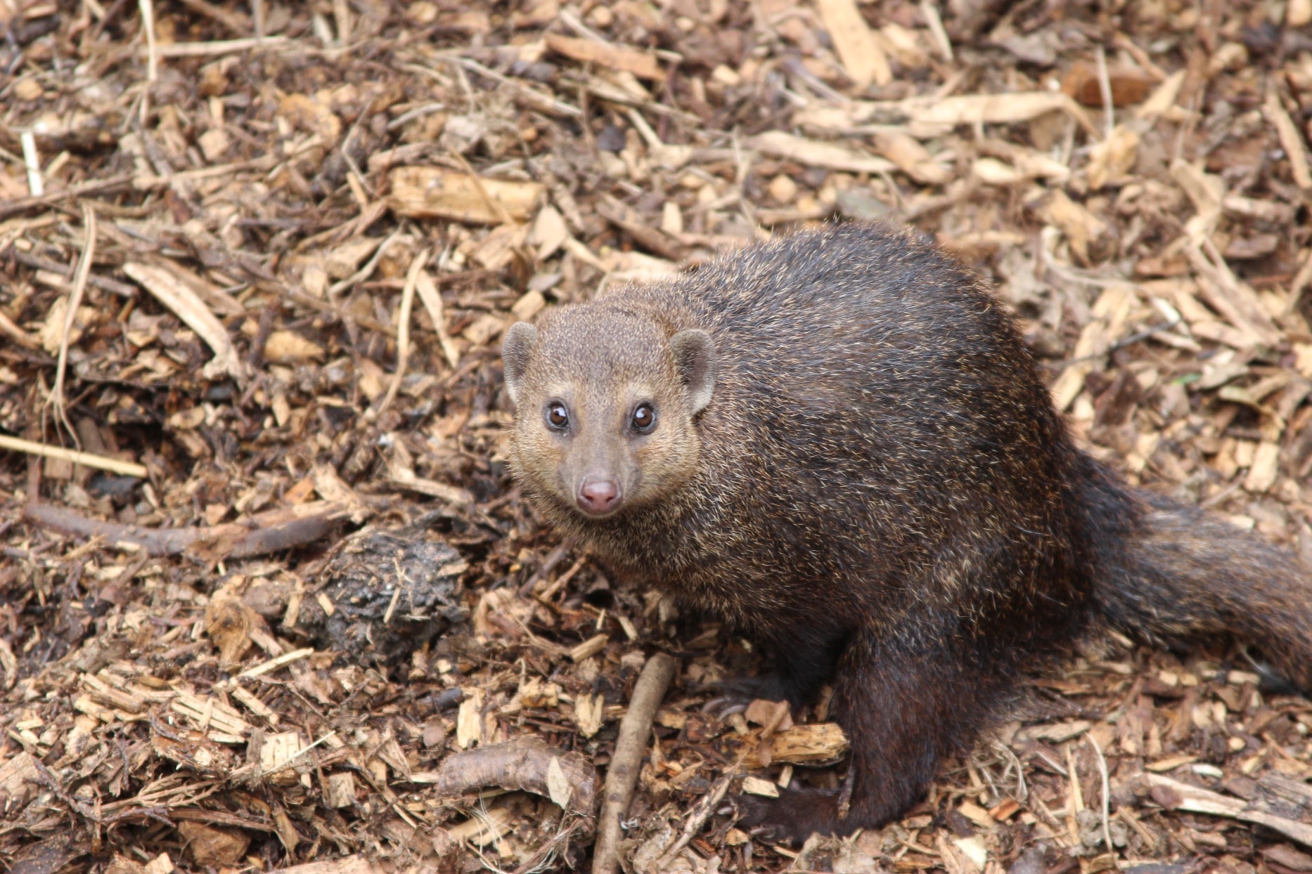 Cusimanse - Crossarchus obscurus at Marwell Zoo