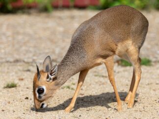 Kirk’s dik-dik - Madoqua kirkii at Marwell Zoo