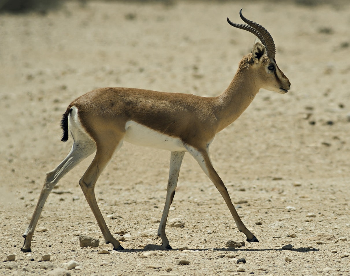 Dorcas Gazelle