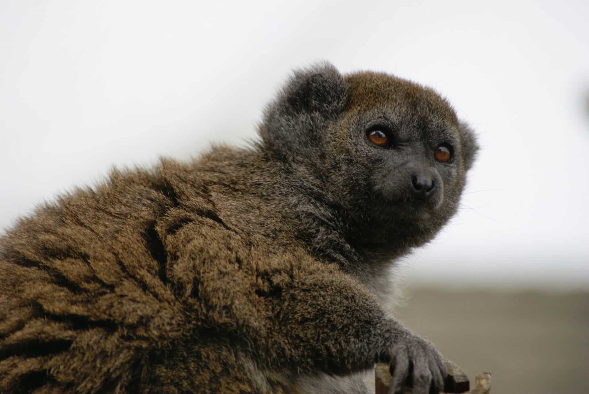 Alaotran reed lemur - Hapalemur alaotrensis at Marwell Zoo
