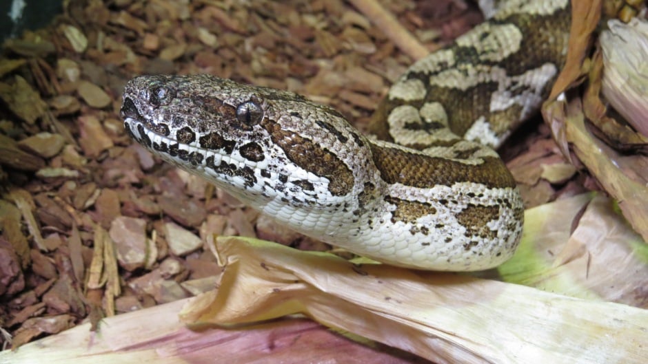 Dumerils Boa Directory