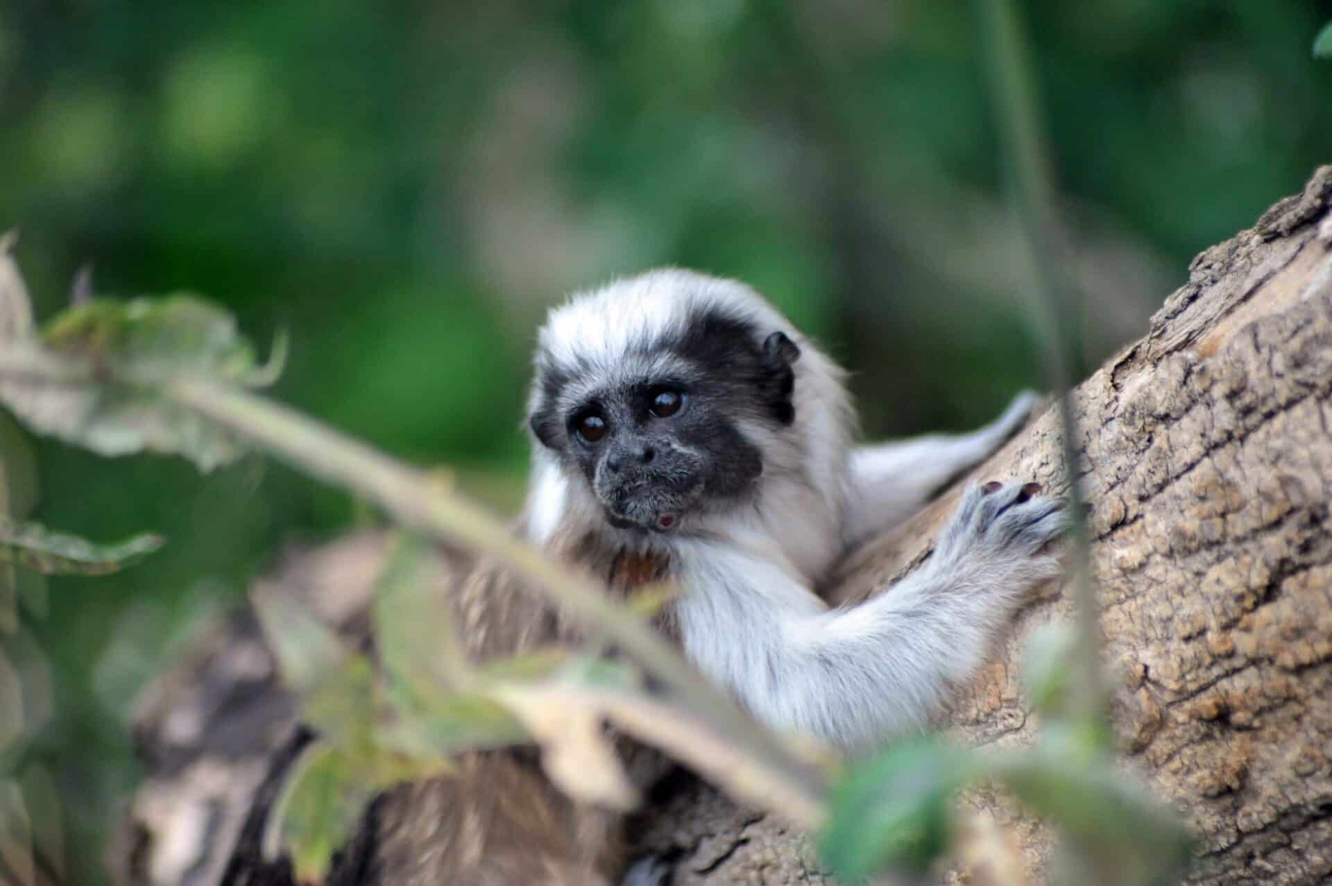 Cotton-top tamarin