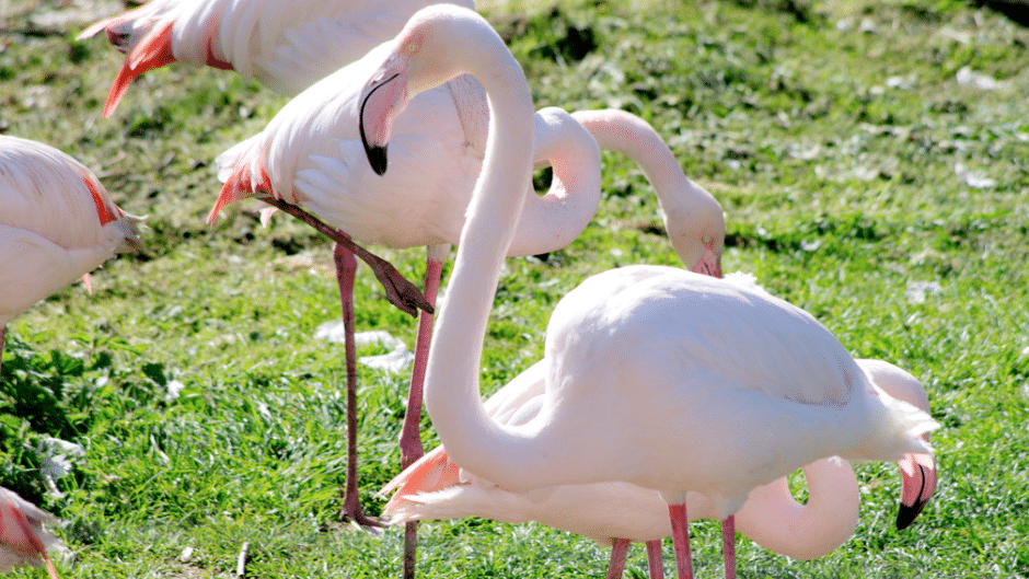 Greater flamingo - Phoenicopterus roseus at Marwell Zoo