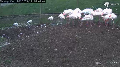 Flamingo Webcam Poster