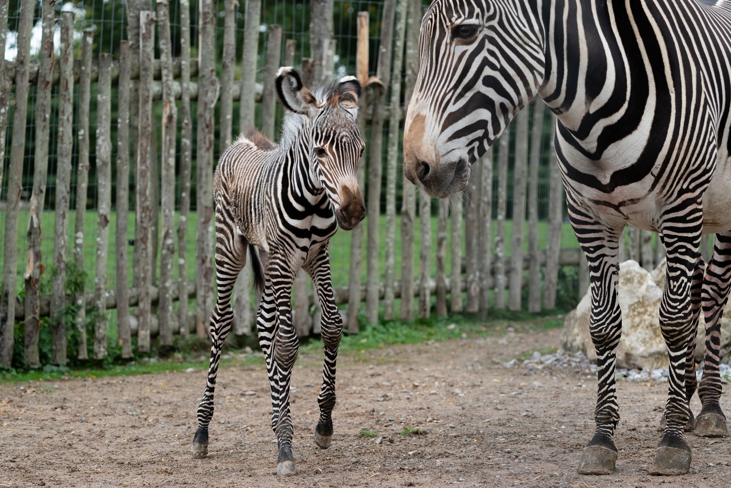 Grevy’s zebra - Equus grevyi at Marwell Zoo