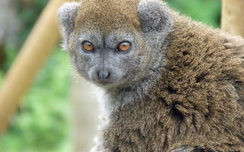 Gentle Lemur Directory 1