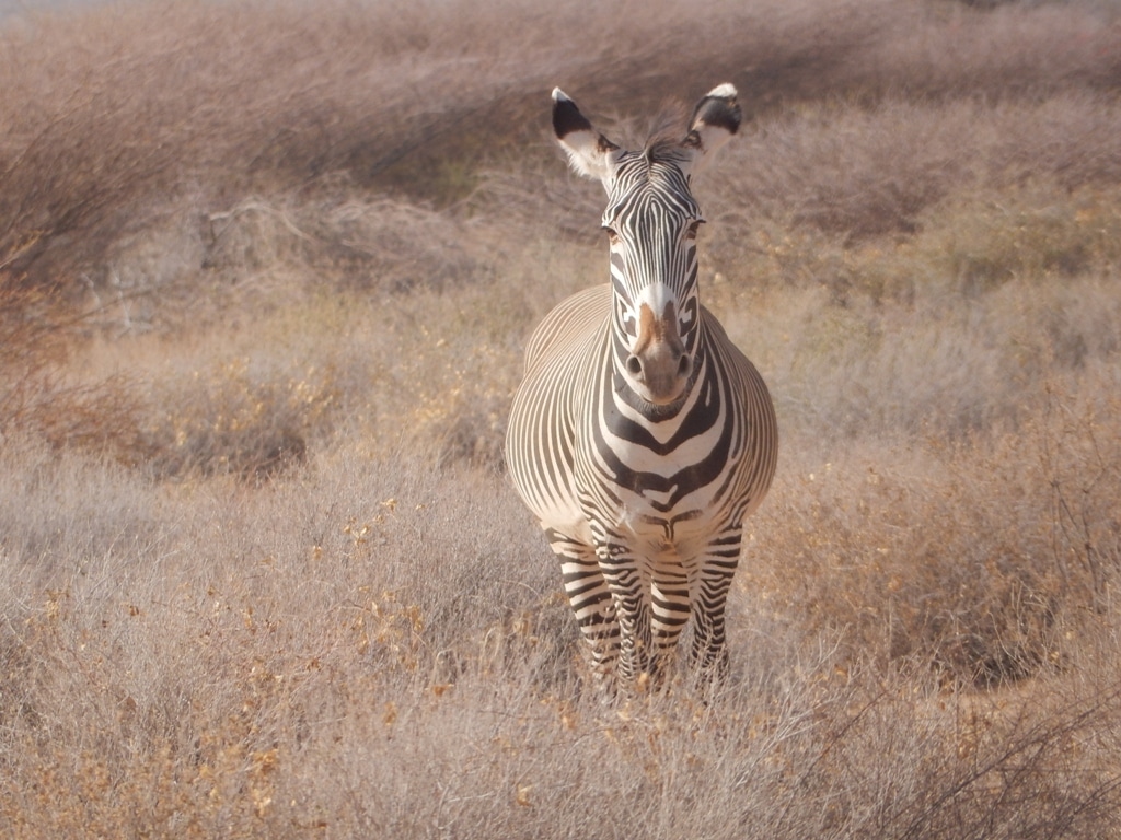 Grevy’s zebra - Equus grevyi at Marwell Zoo