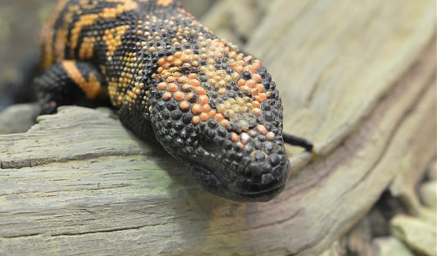 Gila Monster Directory