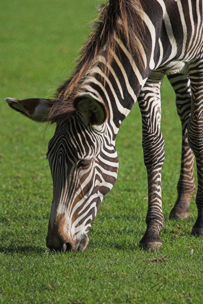 Grevy’s zebra - Equus grevyi at Marwell Zoo