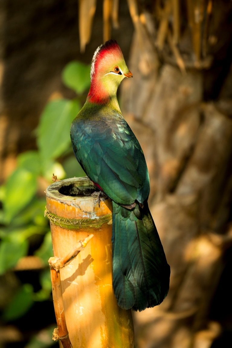 Fischer’s Turaco - Tauraco fischeri at Marwell Zoo