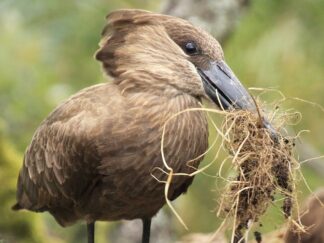 Hamerkop Building Nest