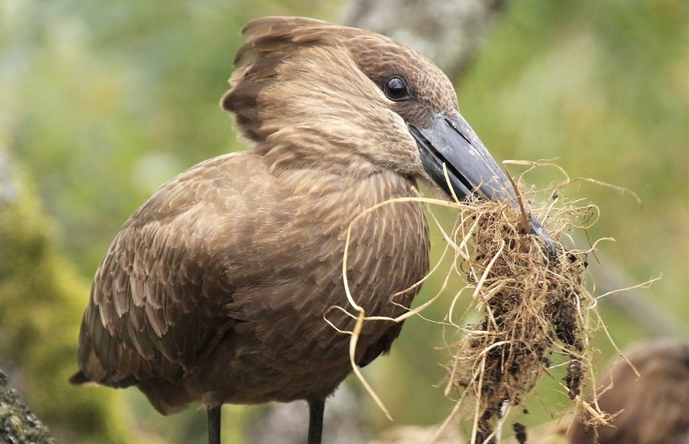 Hamerkop Building Nest