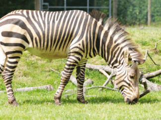 Hartmann’s mountain zebra - Equus zebra hartmannae at Marwell Zoo