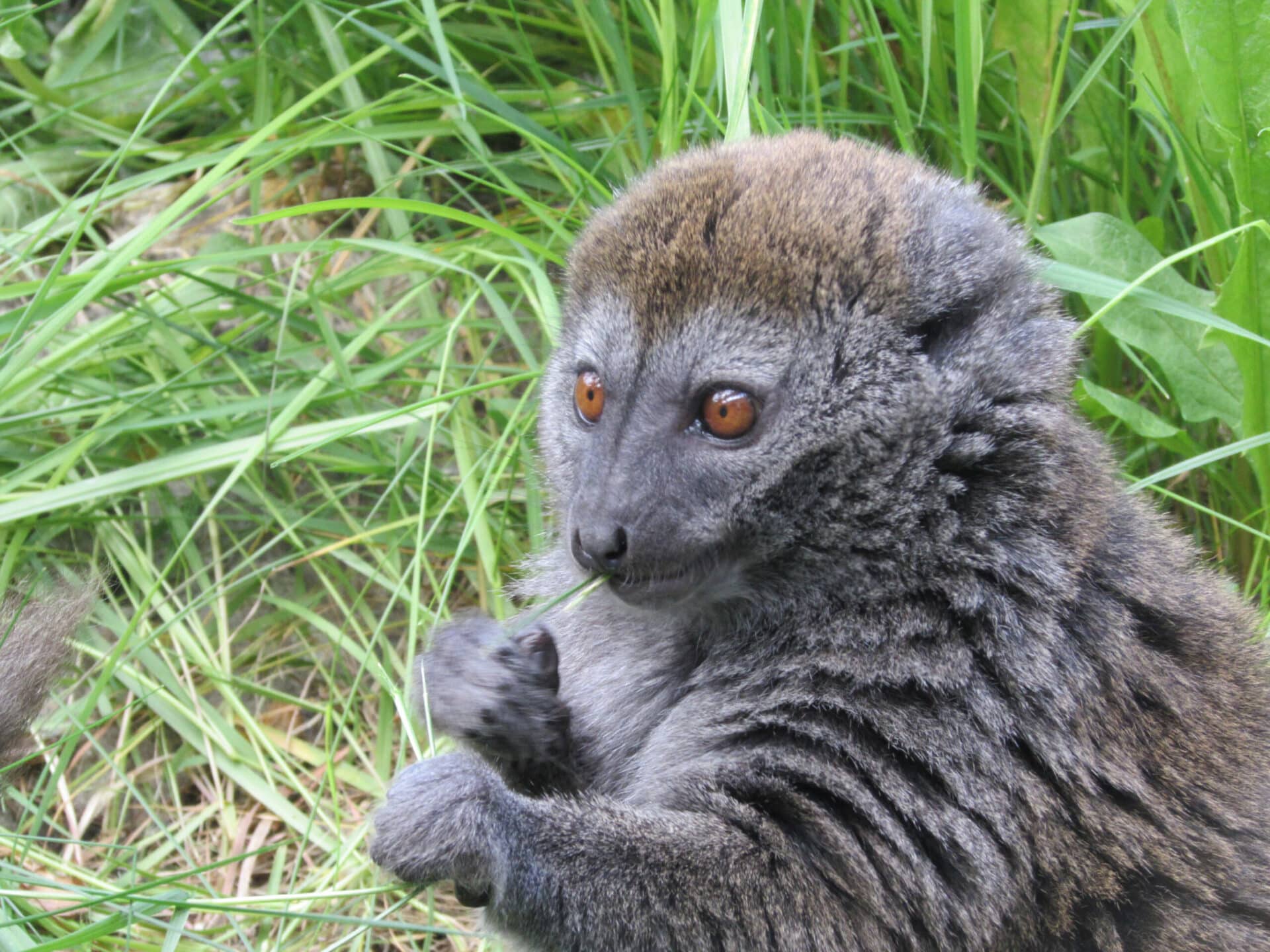 Alaotran reed lemur - Hapalemur alaotrensis at Marwell Zoo