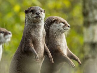 Jason Brown Otter Family Standing 2