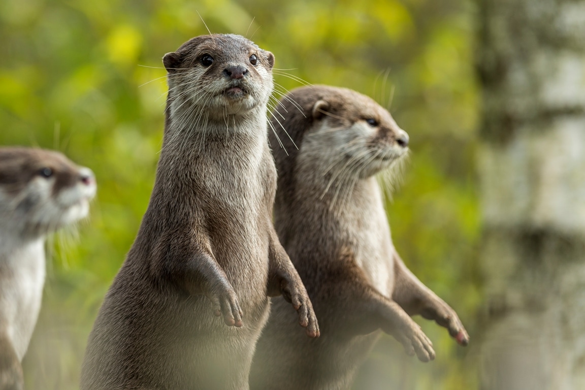 Jason Brown Otter Family Standing 2