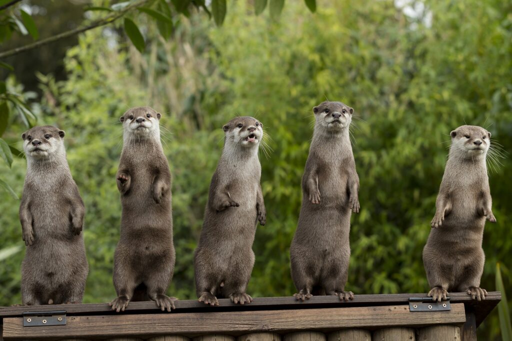 Jason Brown Otter Family Standing 4