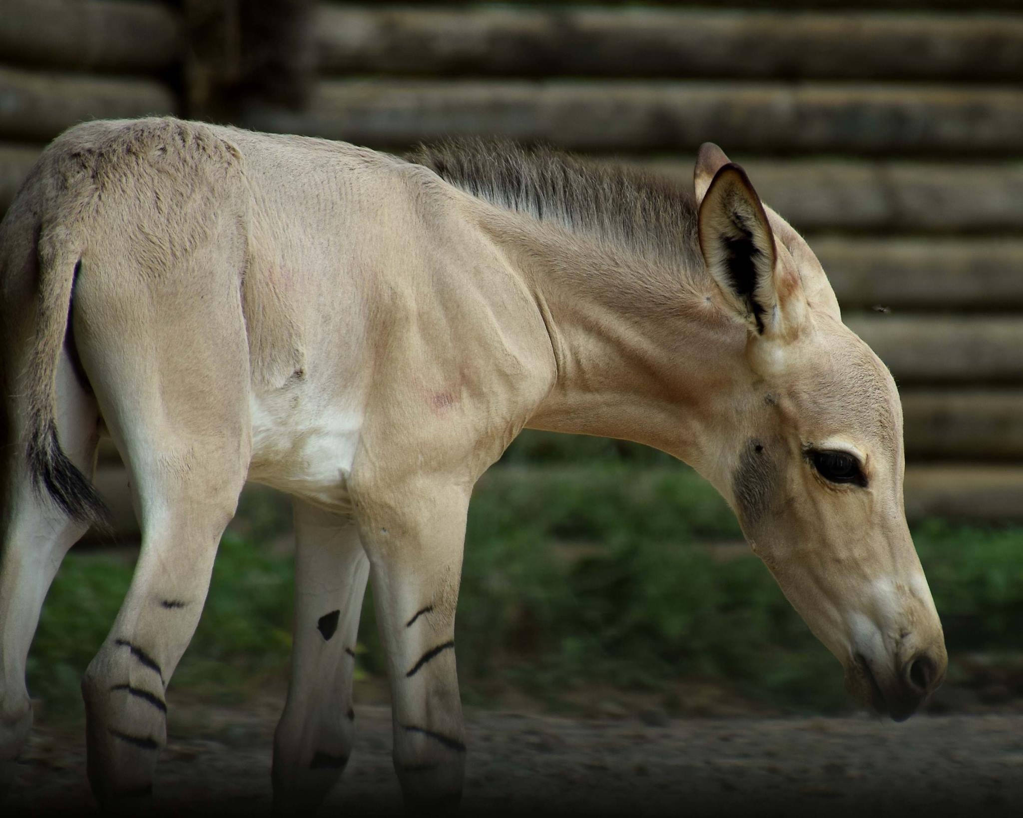 African wild ass - Equus asinus somalicus at Marwell Zoo