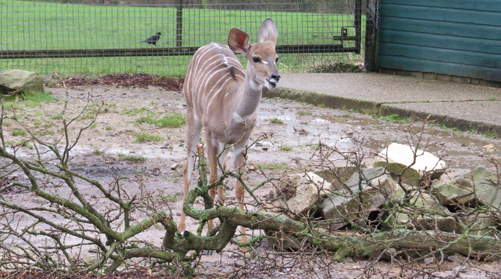 Lesser Kudu