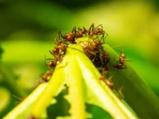 Leaf-cutter ants