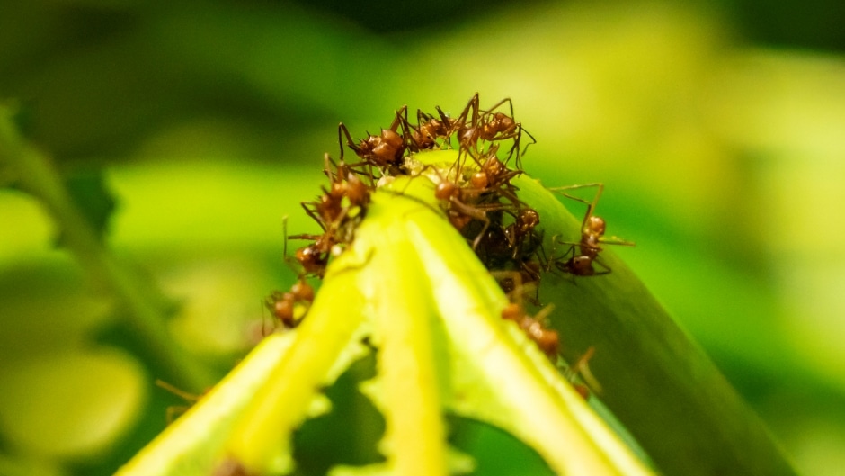 Leaf-cutter ants