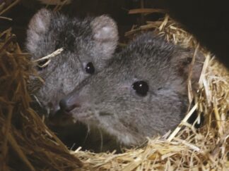 Long Nosed Potoroo