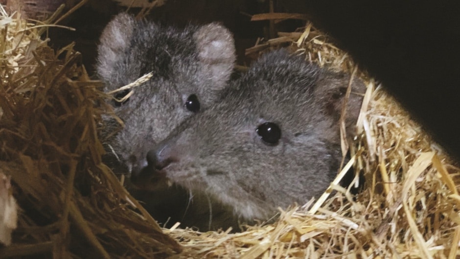 Long Nosed Potoroo