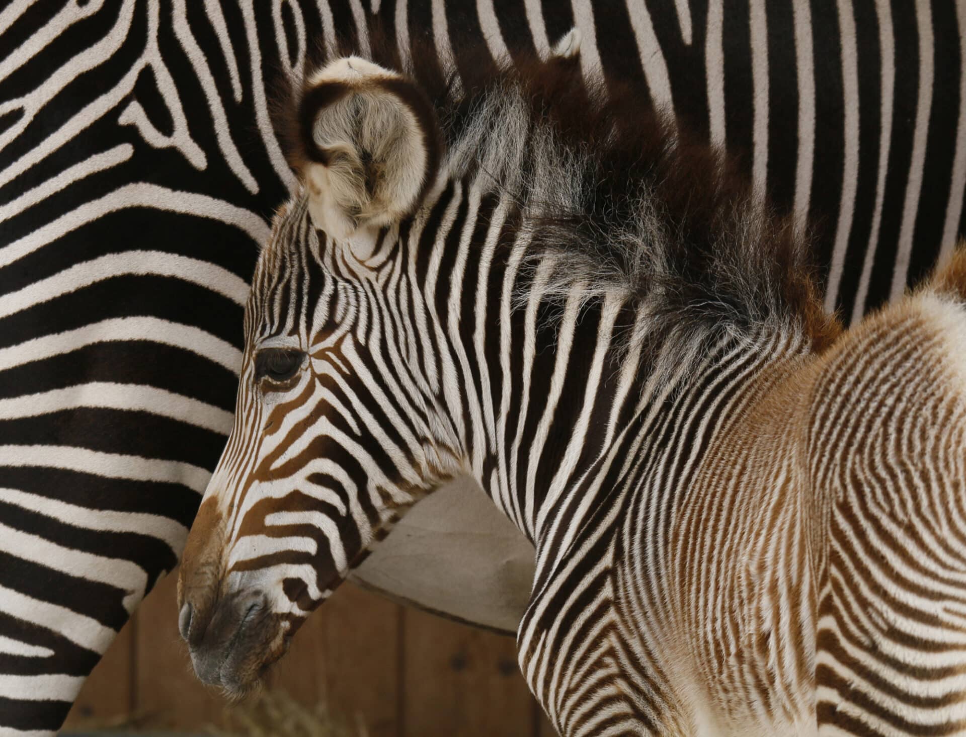 Grevy’s zebra - Equus grevyi at Marwell Zoo