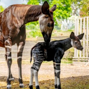 Okapi - Okapia johnstoni at Marwell Zoo