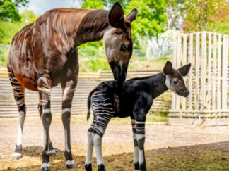 Okapi - Okapia johnstoni at Marwell Zoo