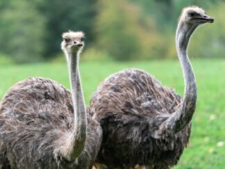 Ostrich - Struthio camelus at Marwell Zoo