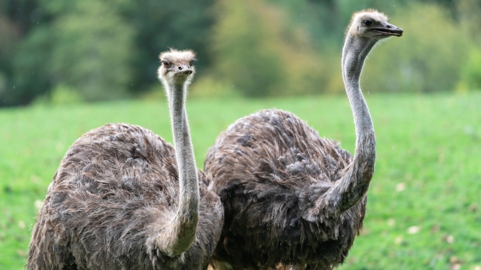 Ostrich - Struthio camelus at Marwell Zoo