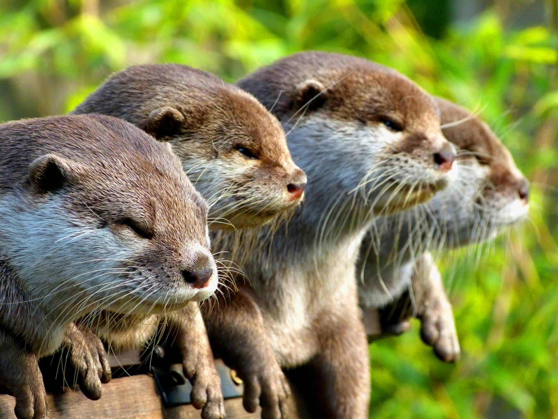 Asian small-clawed otter - Aonyx cinerea at Marwell Zoo