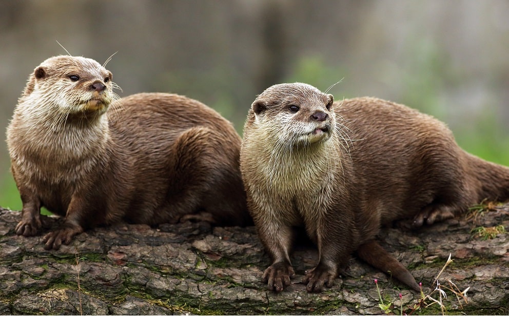 Asian small-clawed otter - Aonyx cinerea at Marwell Zoo